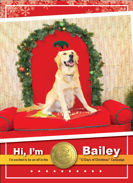 Bailey_ELF_Thumbnail_Complete03